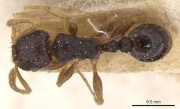 Image of Tetramorium anxium Santschi 1914