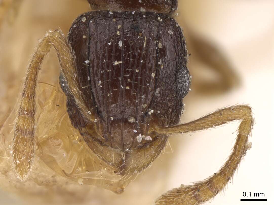 Imagem de Tetramorium anxium Santschi 1914