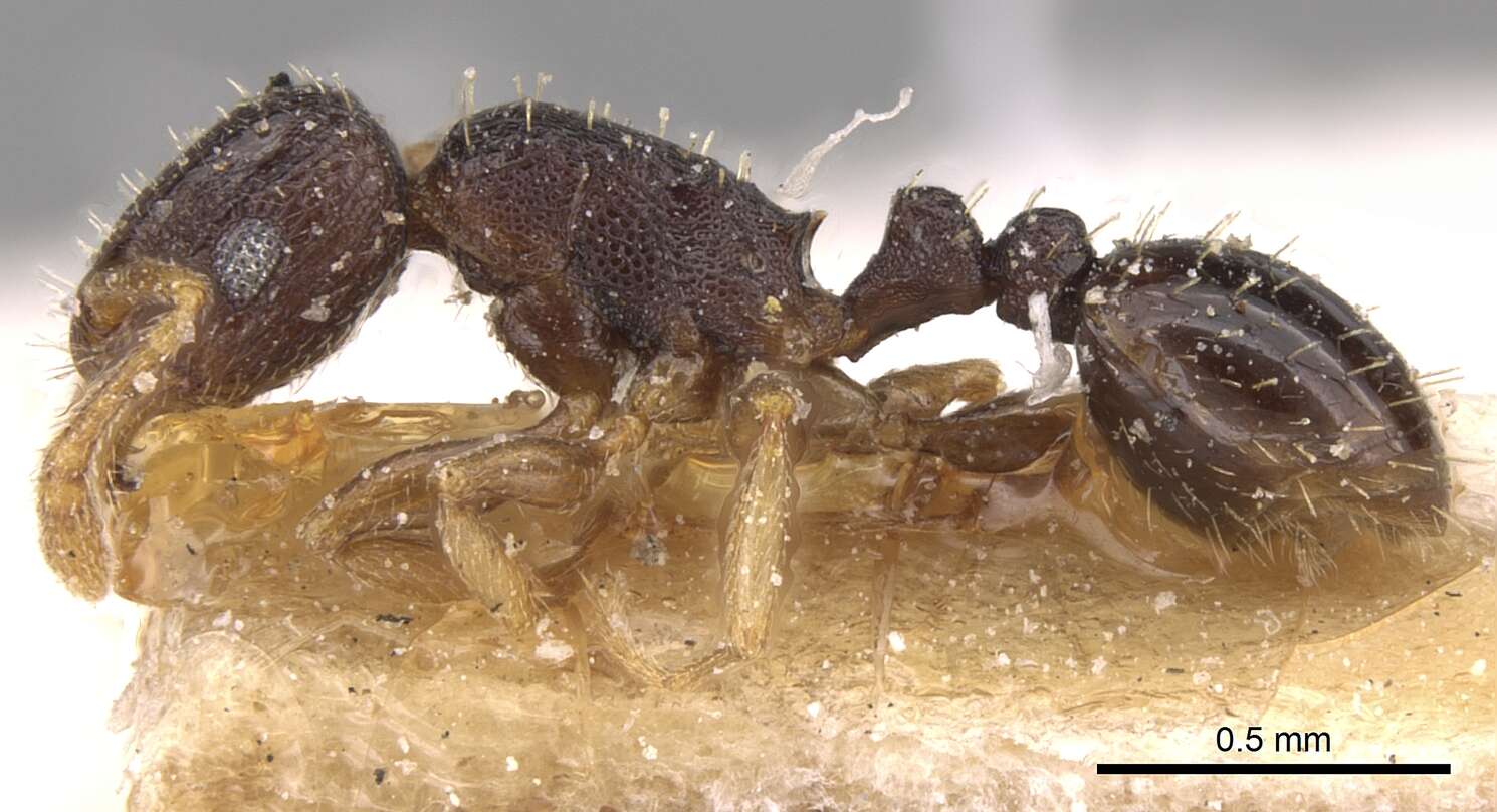 Image of Tetramorium anxium Santschi 1914