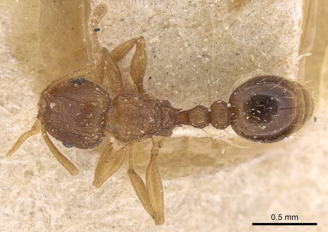 Image of Tetramorium intextum Santschi 1914