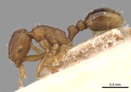 Image of Tetramorium intextum Santschi 1914