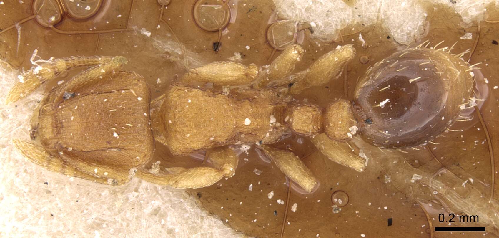 Image of Ant