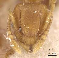 Image of Ant