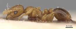 Image of Ant