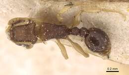 Image of Ant