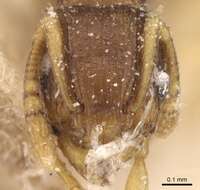 Image of Ant