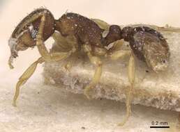 Image of Ant