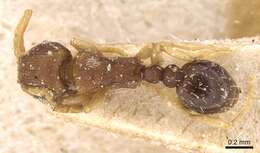 Image of Ant