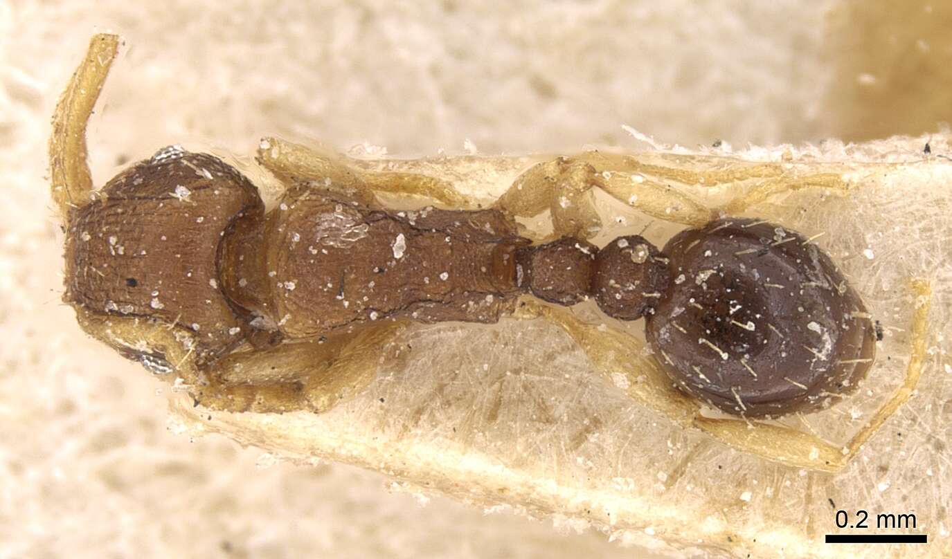 Image of Ant