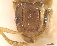 Image of Ant
