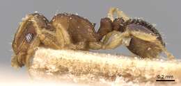 Image of Ant
