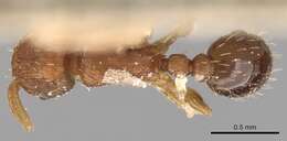 Image of Ant
