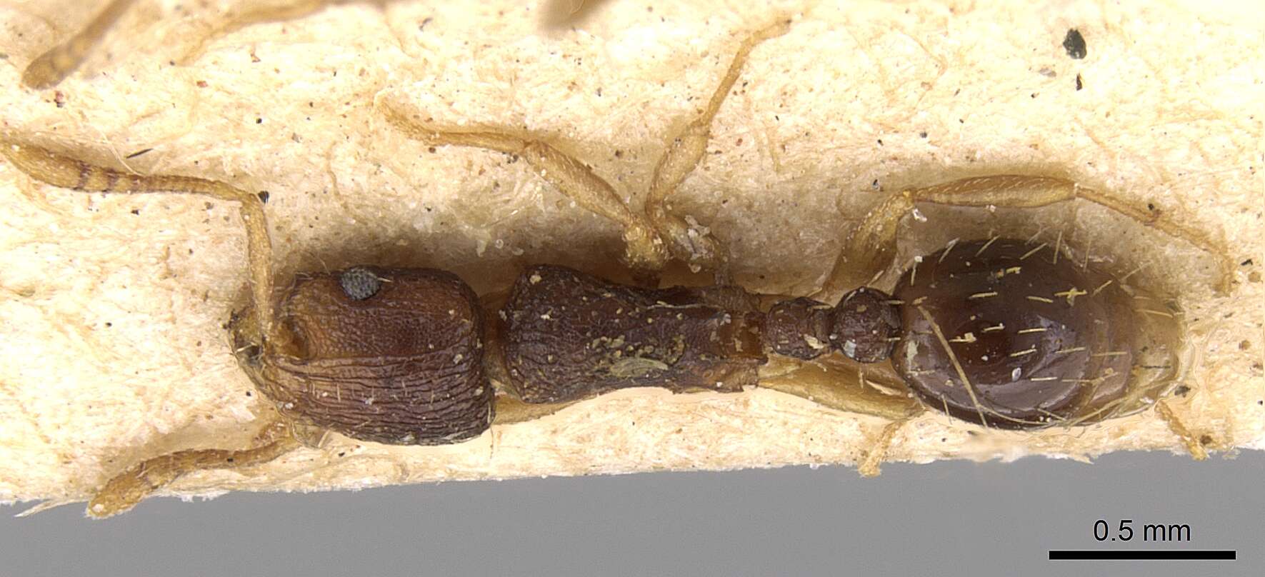 Image of Tetramorium zambezium Santschi 1939