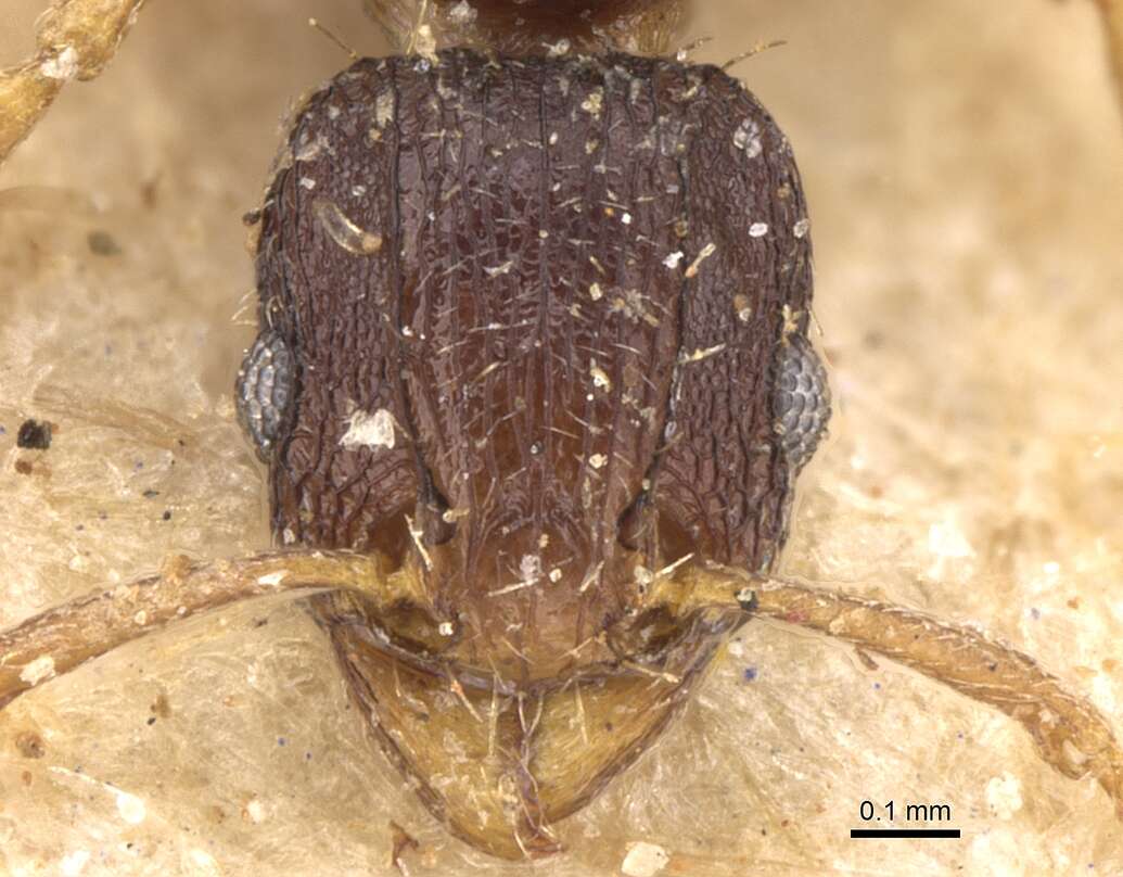 Image of Tetramorium zambezium Santschi 1939