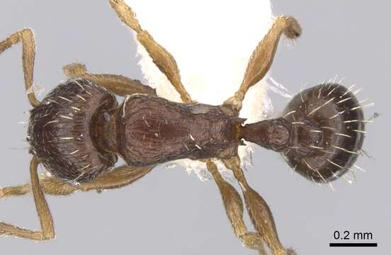 Image of Tetramorium scytalum Bolton 1979