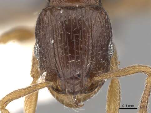 Image of Tetramorium scytalum Bolton 1979