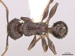 Image of Tetramorium tantillum Bolton 1979