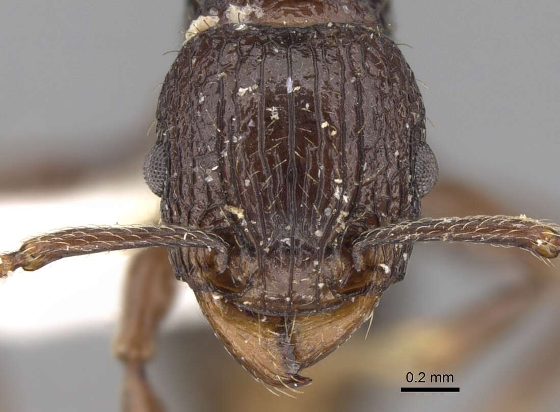 Image of Tetramorium tantillum Bolton 1979