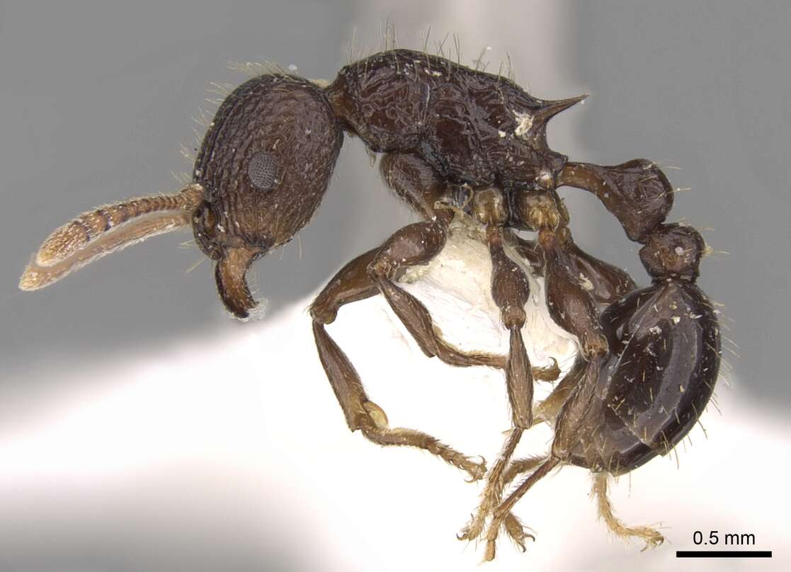 Image of Tetramorium tantillum Bolton 1979