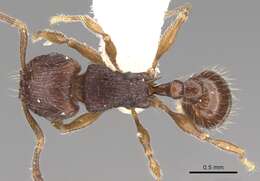 Image of Tetramorium