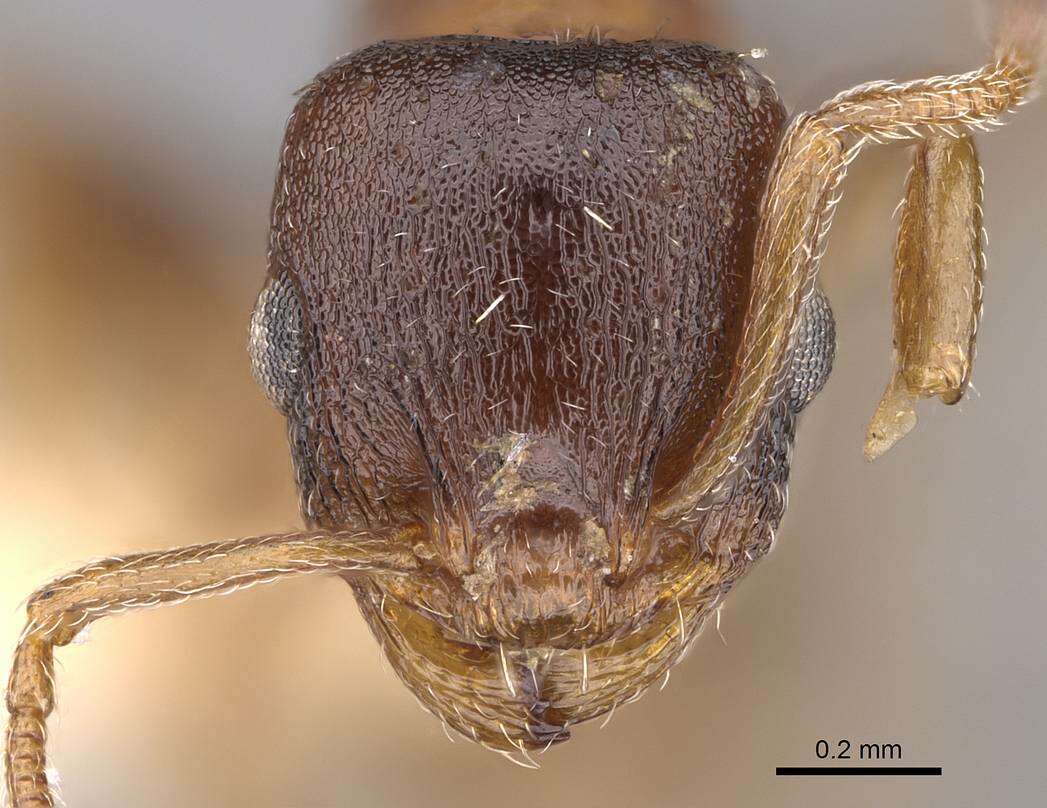 Image of <i>Temnothorax solidinodus</i>