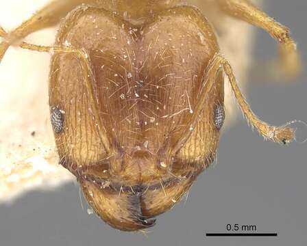 Image of Pheidole cuitensis Forel 1910