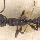 Image of <i>Temnothorax cabrerae</i>