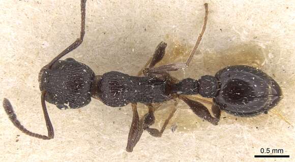 Image of <i>Temnothorax cabrerae</i>