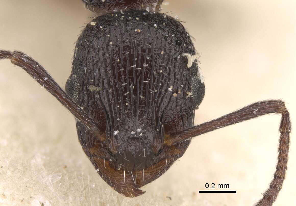 Image of <i>Temnothorax cabrerae</i>