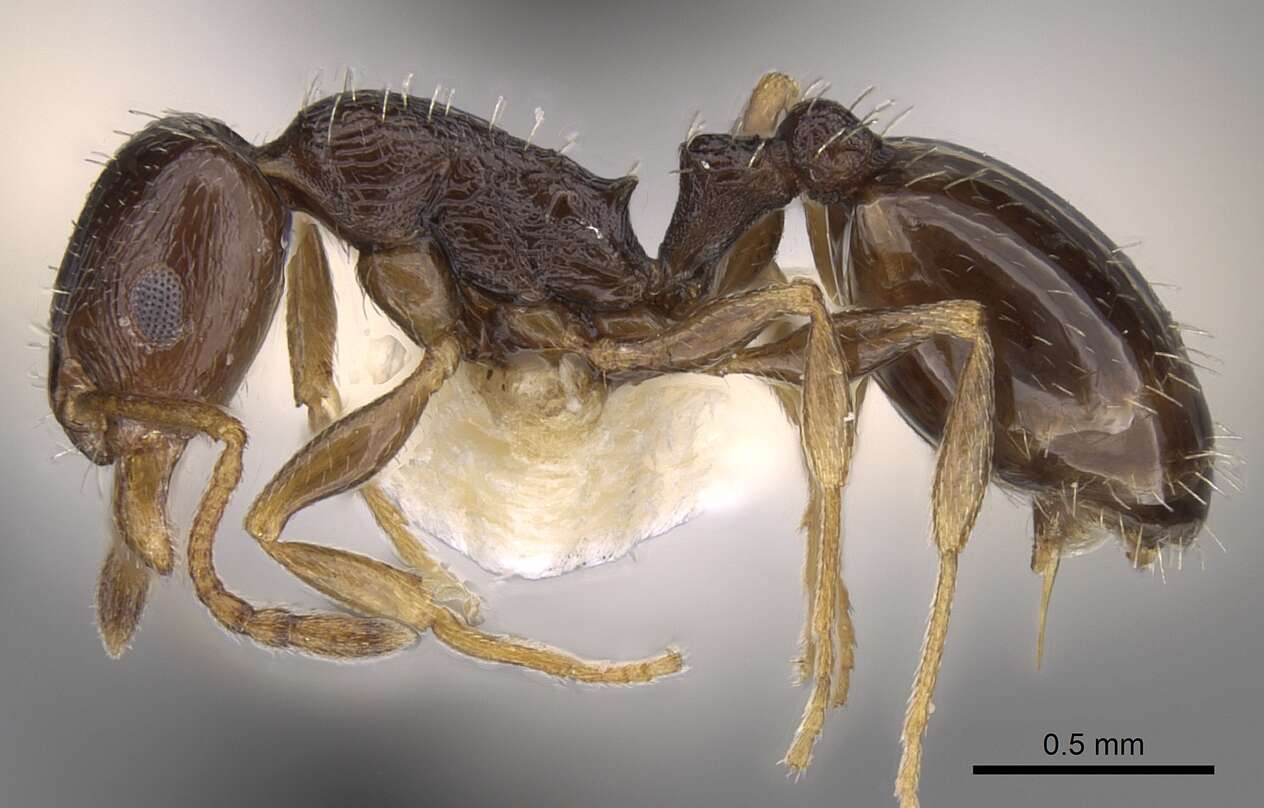 Image of <i>Temnothorax exilis</i>