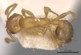 Image of Temnothorax tebessae