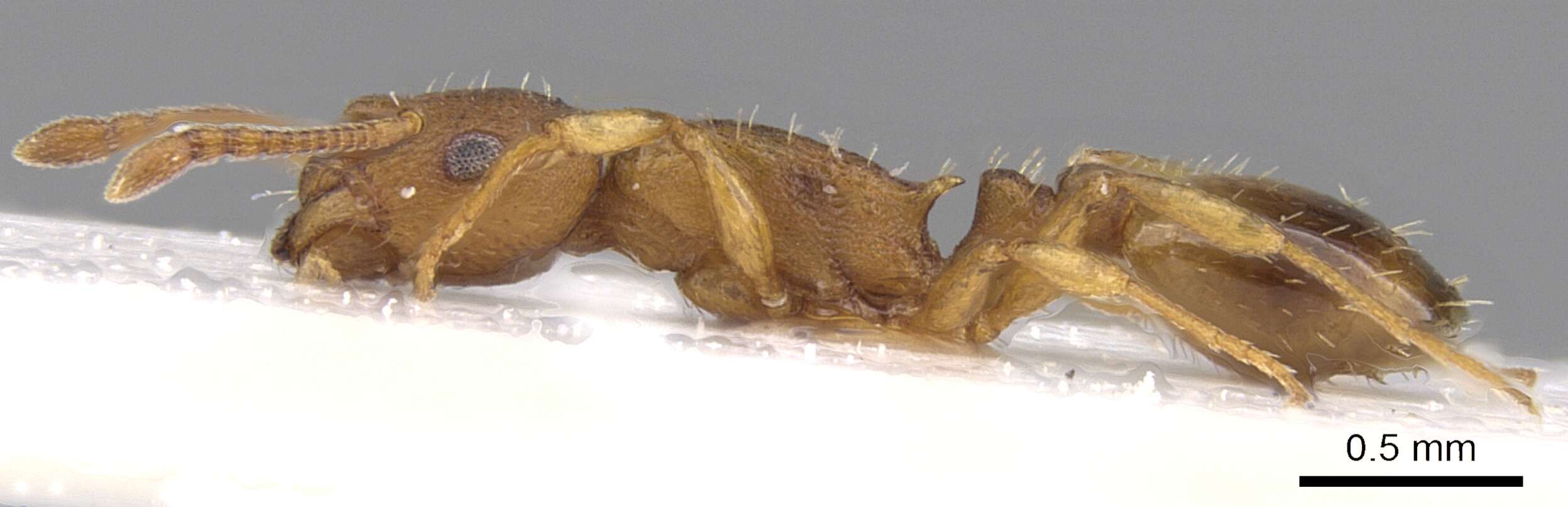 Image of <i>Temnothorax luteus</i>