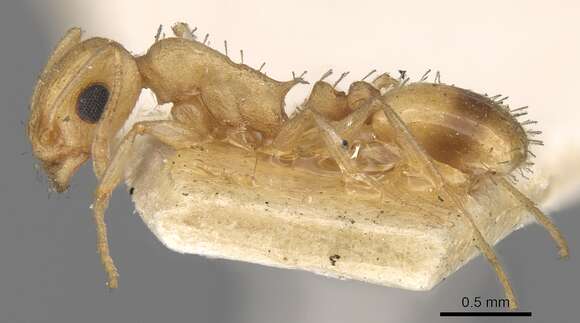 Image de Temnothorax naeviventris