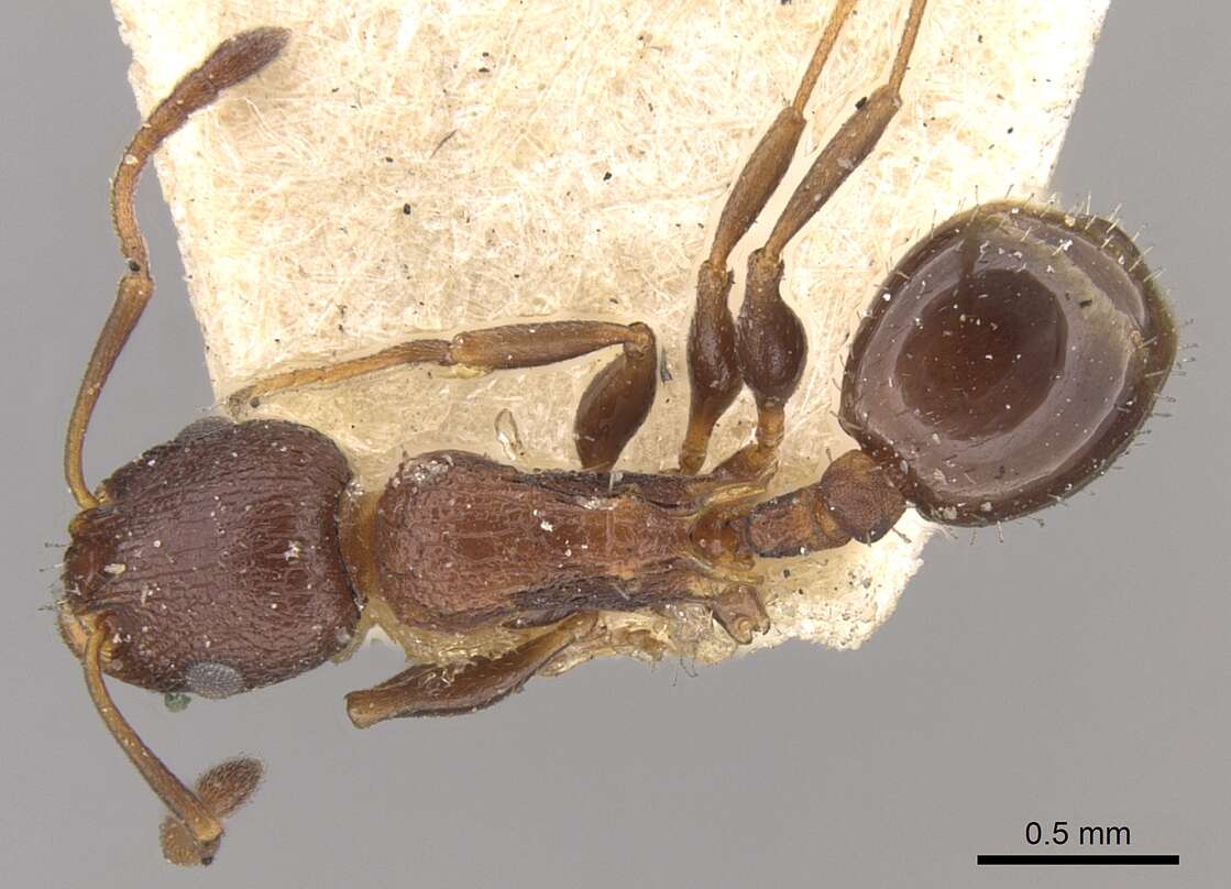 Image of Temnothorax santschii