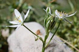 Image de Ornithogalum gussonei Ten.