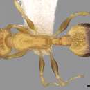 Image of <i>Temnothorax graecus</i>