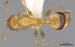 Image de <i>Temnothorax graecus</i>