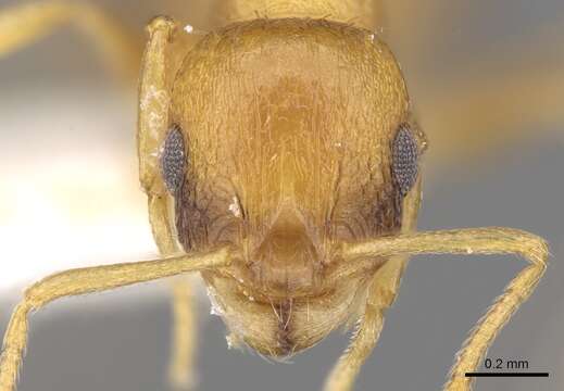 Image de <i>Temnothorax graecus</i>