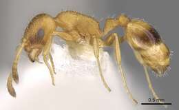 Image of <i>Temnothorax graecus</i>