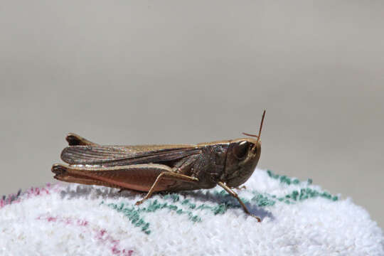 Image of Brown Winter Grasshopper