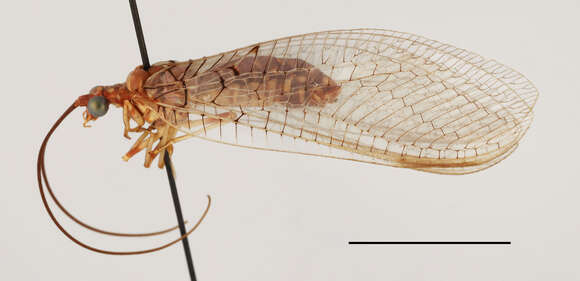 Image of Italochrysa vansoni Tjeder 1966