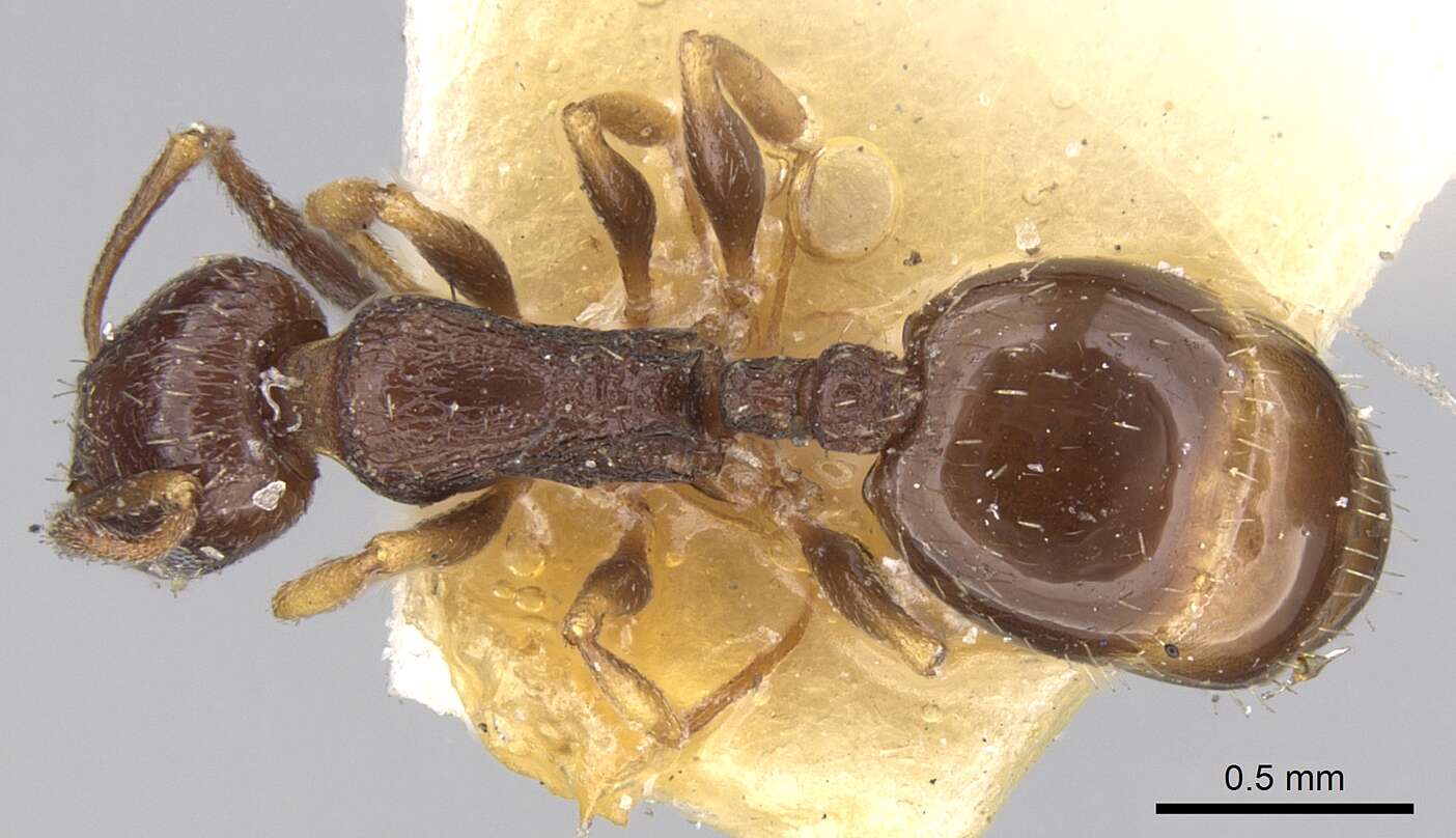 Image of Temnothorax niger