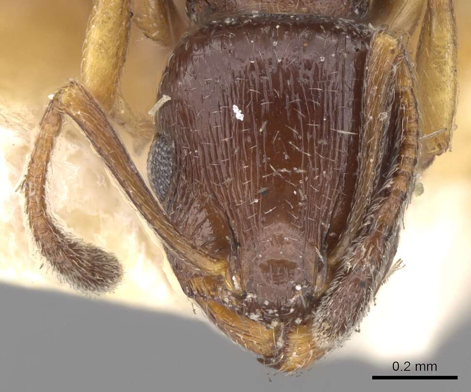 Image of Temnothorax niger