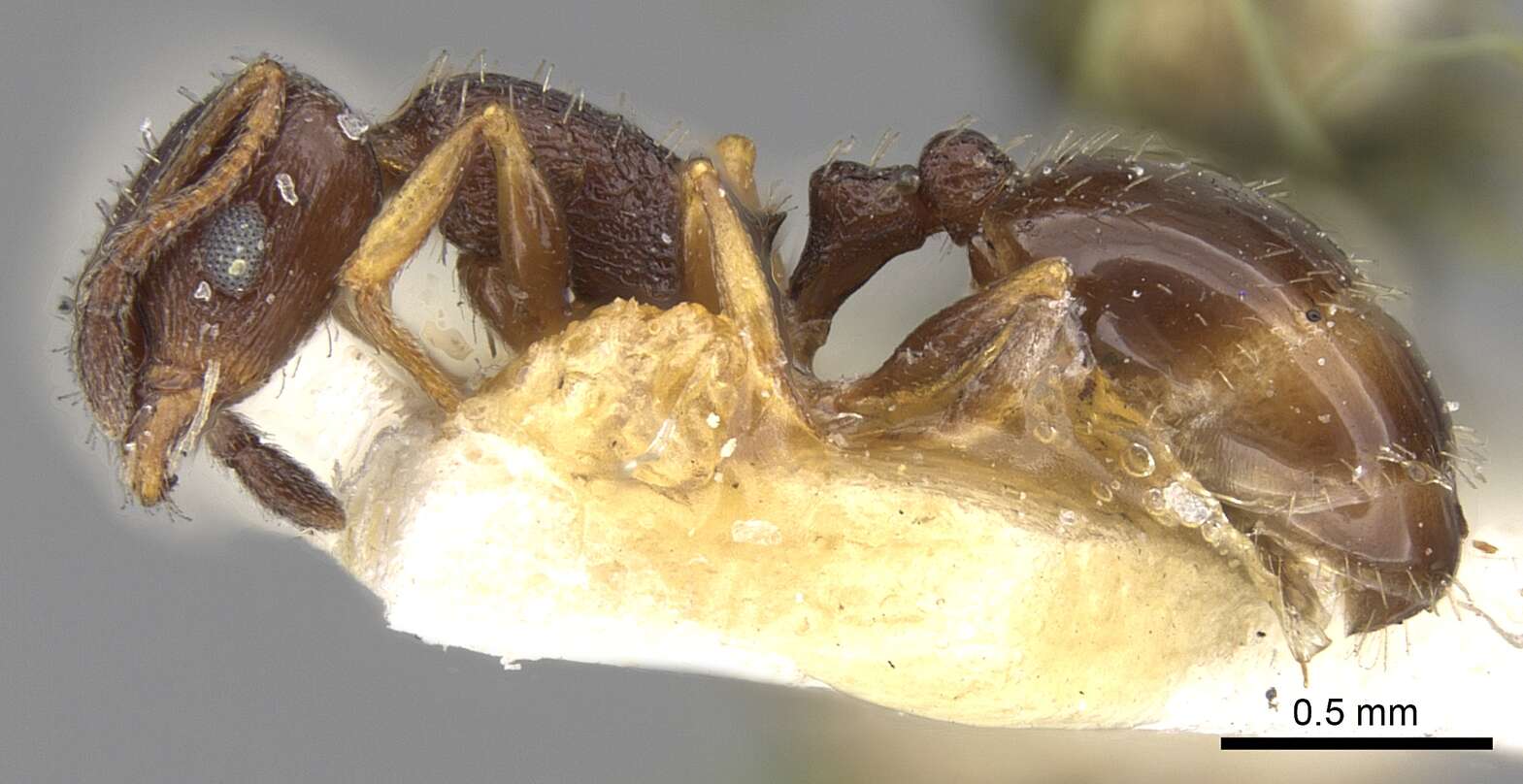 Image of Temnothorax niger