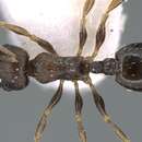 Image of <i>Temnothorax spinosior</i>