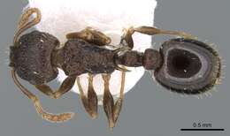 Image of Temnothorax koreanus