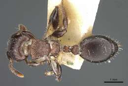 Image of Podomyrma chasei Forel 1901