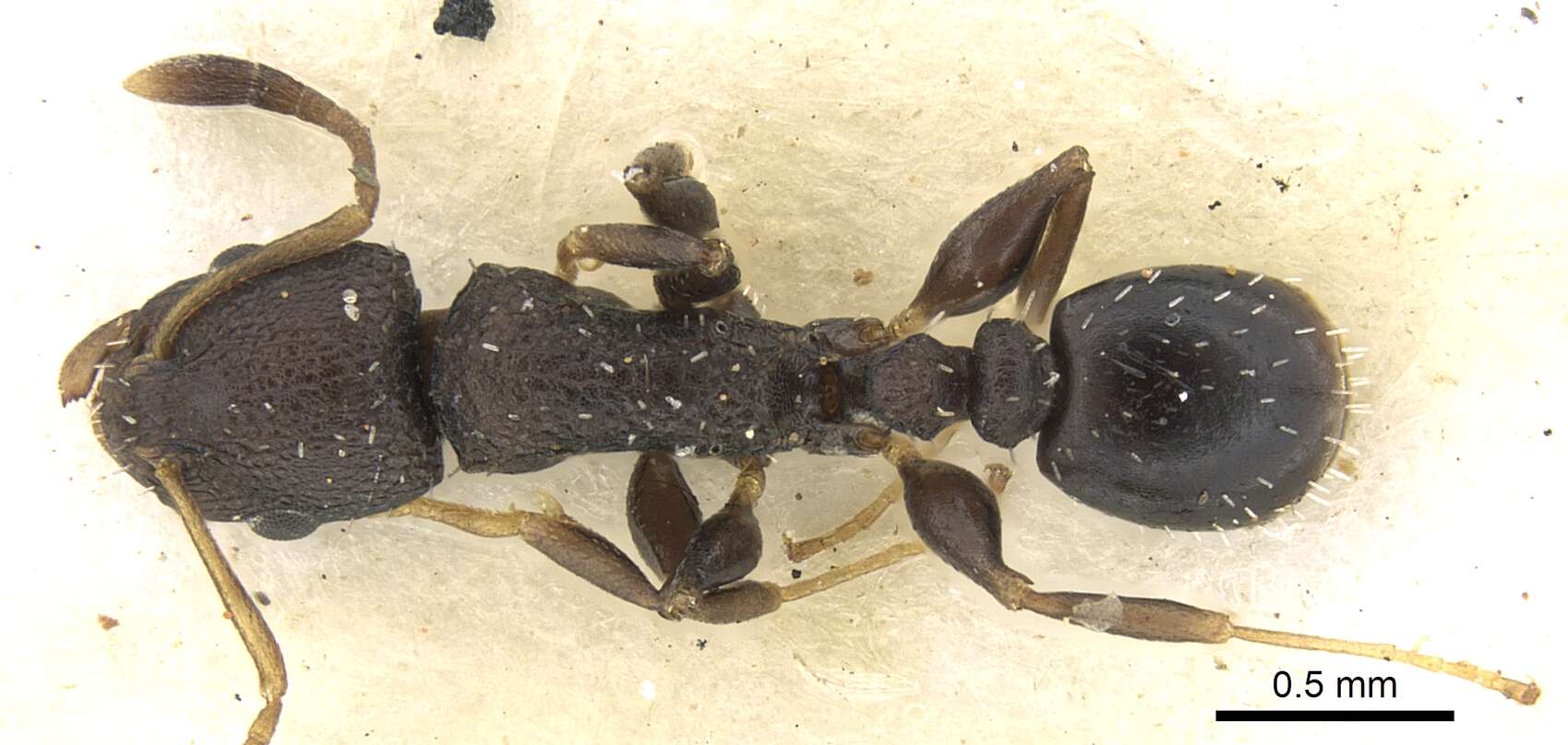 Image of Nesomyrmex grisoni