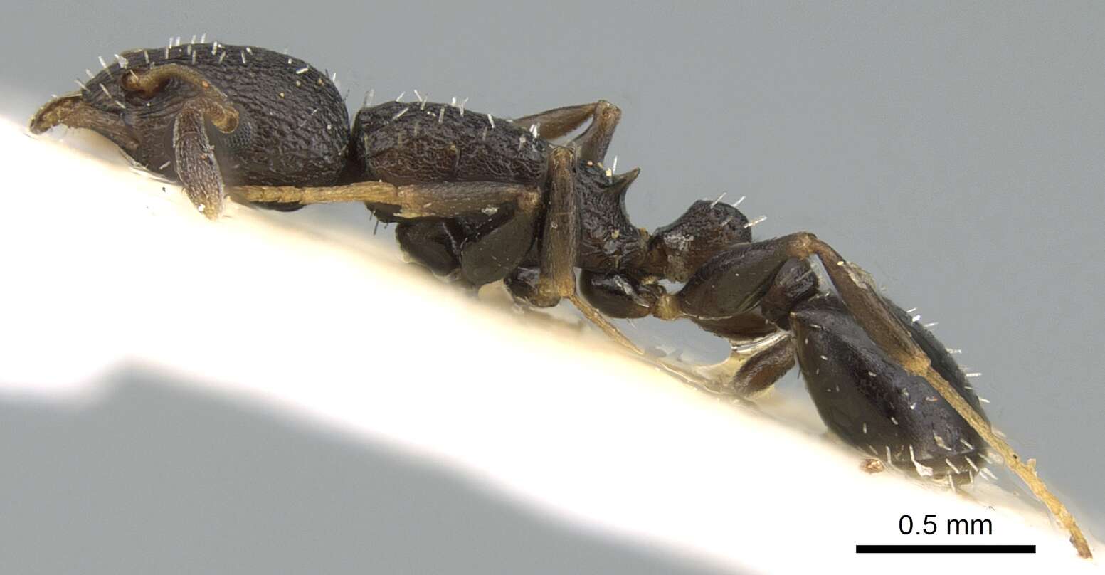 Image of Nesomyrmex grisoni