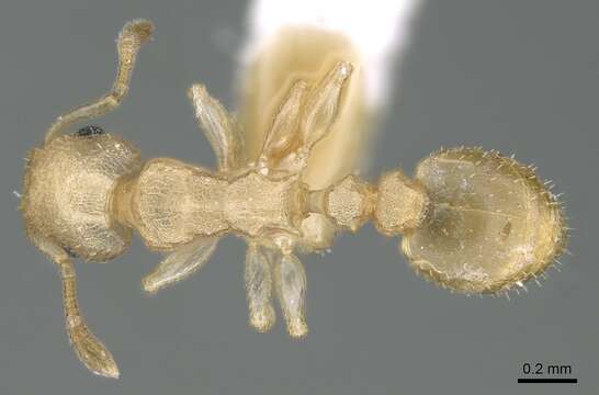 Image of Nesomyrmex innocens